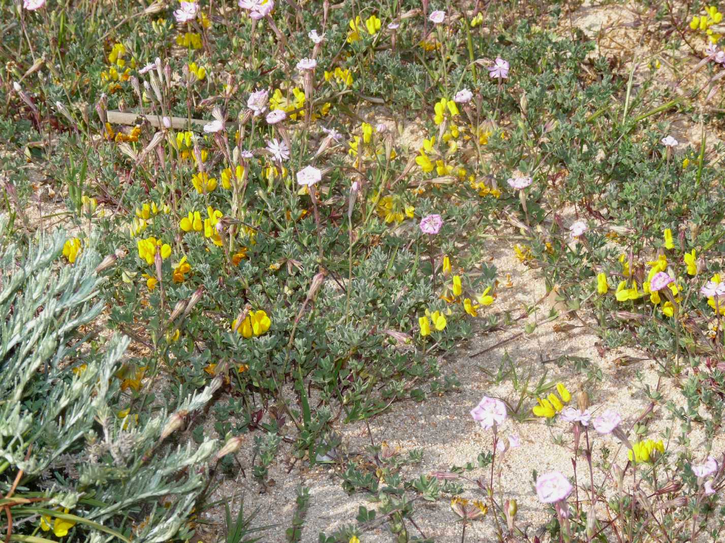 Bombi astuti (tecniche di perforazione del calice dei fiori)